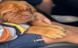 Dogue De Bordeaux dogs for sale: 🐾 Dogue de Bordeaux – Chunky True type- Ready 🐾 - Image 1