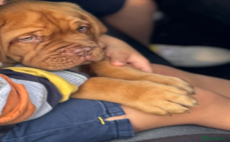 Dogue De Bordeaux dogs - Advert 1