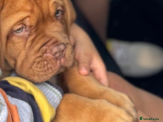 Dogue De Bordeaux dogs - Advert 3