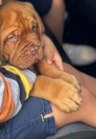 Dogue De Bordeaux dogs - Advert 1