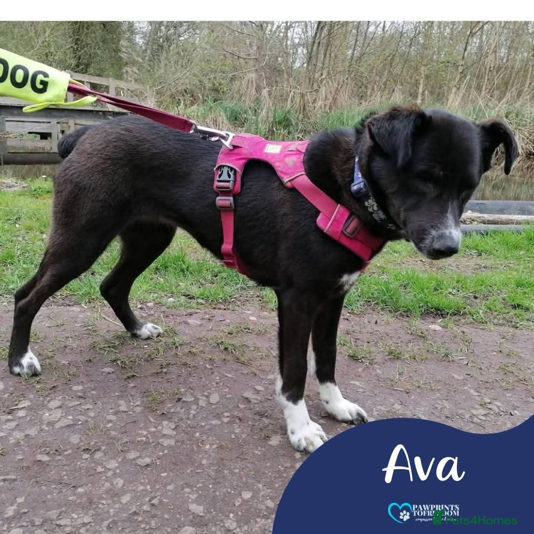 Mixed Breed dogs Meet Ava, currently residing in Shropshire  - Advert 2
