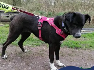 Mixed Breed dogs Meet Ava, currently residing in Shropshire - Advert 9