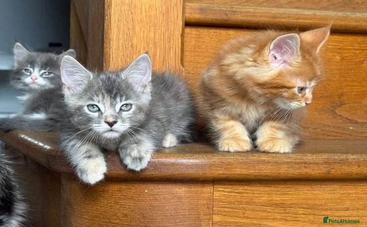 Maine Coon cats - Advert 8