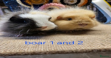 Guinea Pig rodents - Advert 13