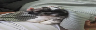 Shih Tzu Puppy 2