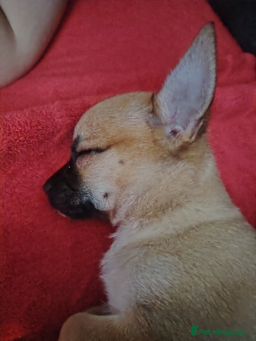 Pomchi dogs for sale: Pomchi girl phoebe  - Advert 11