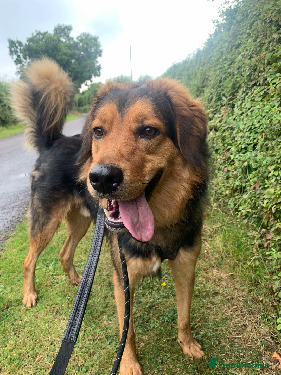 Mixed Breed dogs for adoption: Meet Derry, currently residing in Cheshire  in Nantwich - Advert 12