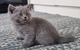 British Shorthair cats for sale: British shorthair kittens  - Image 12