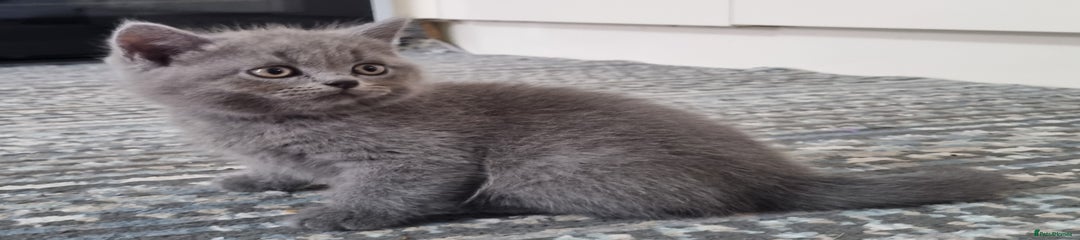 British Shorthair Kitten 5