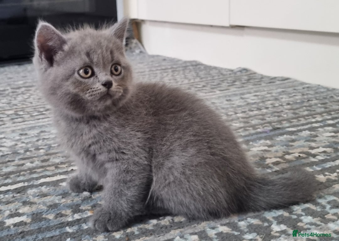 British Shorthair cats for sale: British shorthair kittens  - Image 12