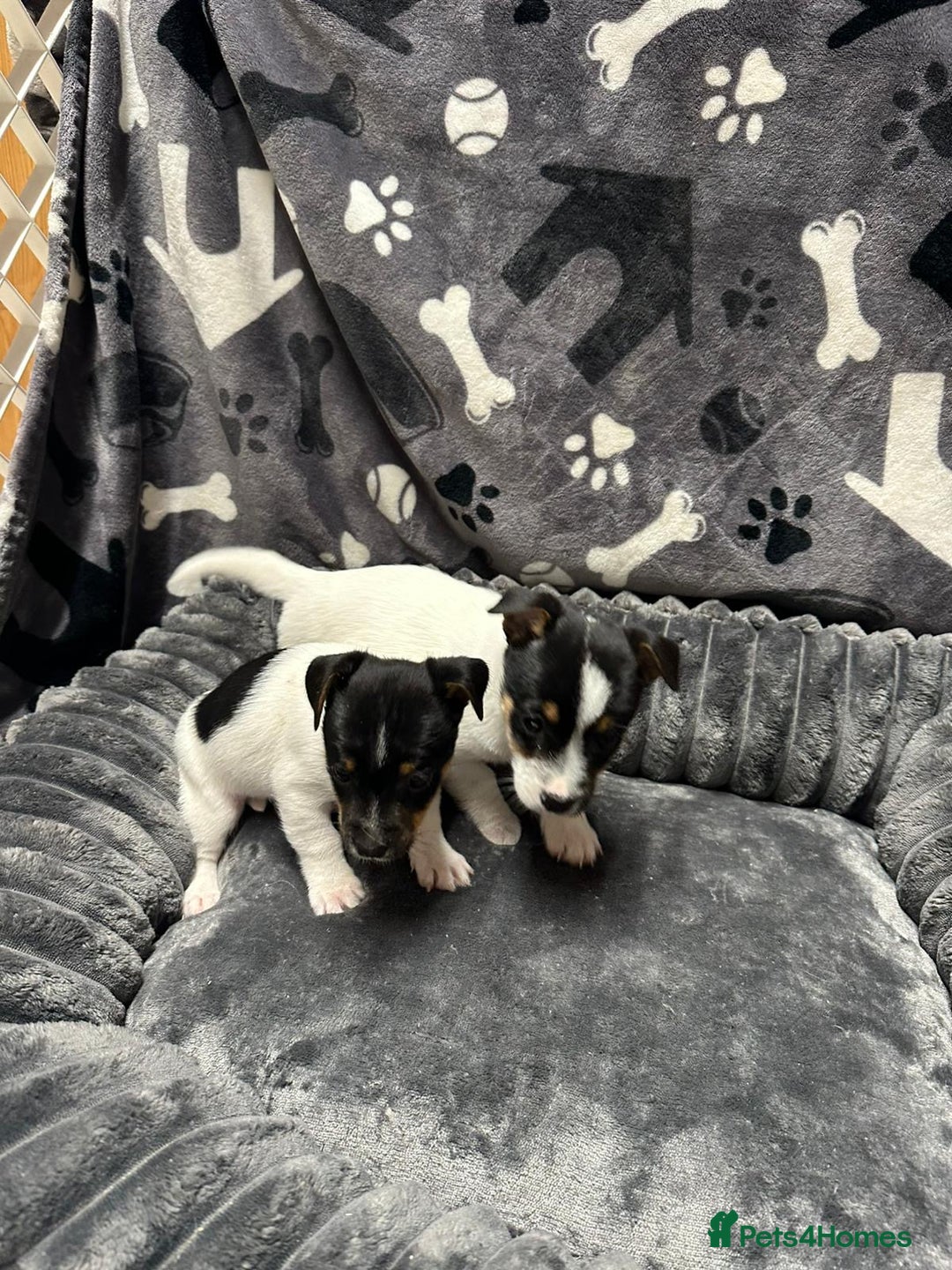 Jack Russell dogs for sale: Jack Russell puppies - Advert 2
