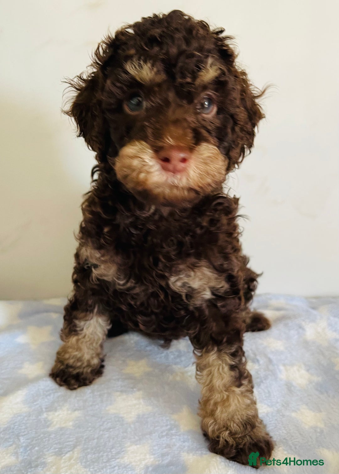 Cockapoo dogs for sale: Unique & stunning full DNA tested Cockapoo puppies - Image 28