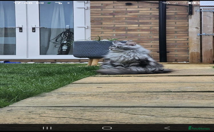 Maine Coon cats - Advert 6