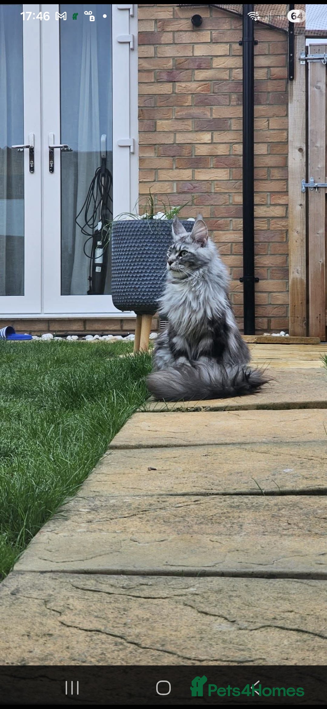 Maine Coon cats for sale: Giants TICA and GCCF Maine Coon registered  - Image 11