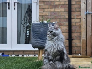 Maine Coon cats Giants TICA and GCCF Maine Coon registered - Advert 13