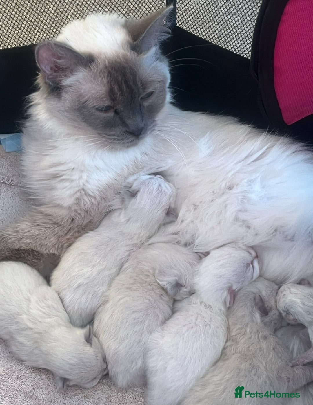 Ragdoll cats for sale: Champion GCCF Ragdoll 1 boy left  - Advert 3