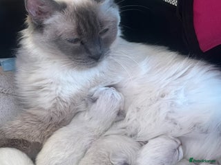 Ragdoll cats Champion GCCF Ragdoll 1 boy left - Advert 1