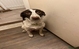 Mixed Breed dogs for sale: Spaniel puppies - Advert 15