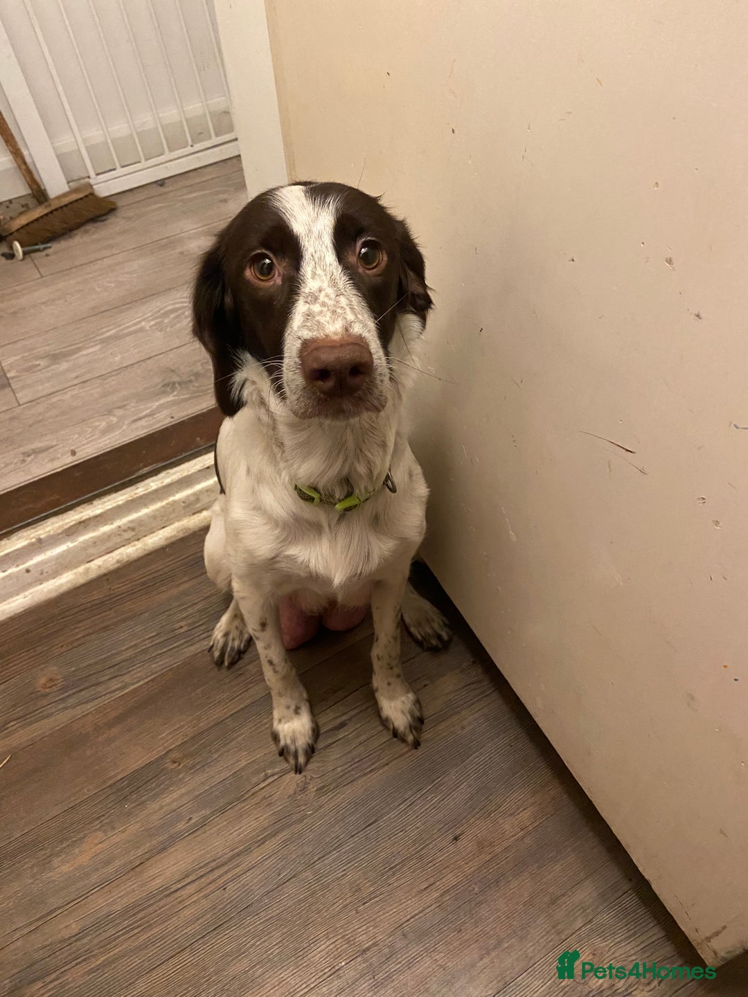 Mixed Breed dogs for sale: Spaniel puppies - Advert 15