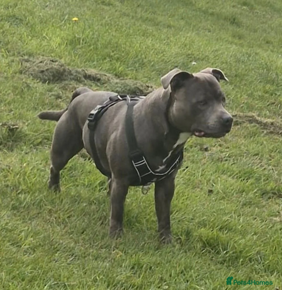Staffordshire Bull Terrier dogs for stud: Blue staffy stud 3 year old - Advert 1