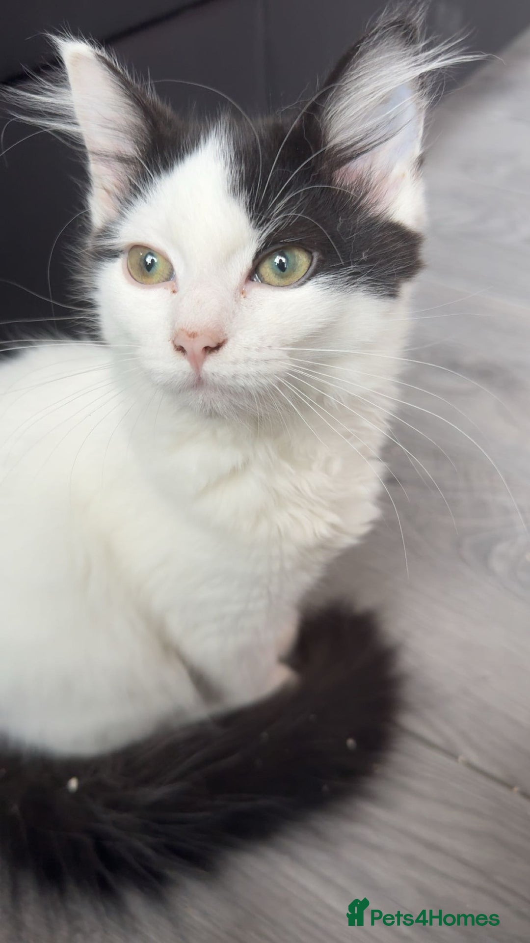 Mixed Breed cats for sale: For sale 3 female kittens and 1 older male kitten - Image 12
