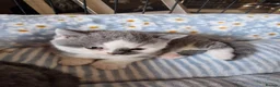 British Shorthair cats for sale: Pedigree British Shorthairs ONLY ONE REMAINING  - Advert 10