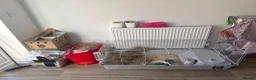 Guinea Pig rodents for sale: 2 male guinea pig for sale  in Preston - Advert 1
