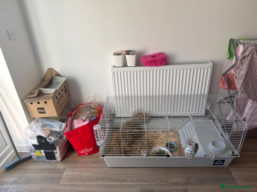 Guinea Pig rodents for sale: 2 male guinea pig for sale  in Preston - Advert 1