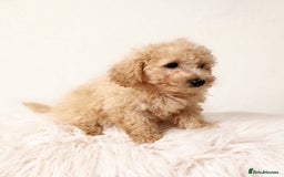 Cavapoochon dogs for sale: Stunning Cavapoochons ready now  - Image 2