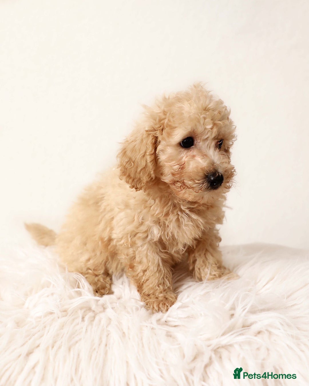 Cavapoochon dogs for sale: Stunning Cavapoochons ready now  - Image 2