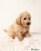 Cavapoochon dogs - Advert 13