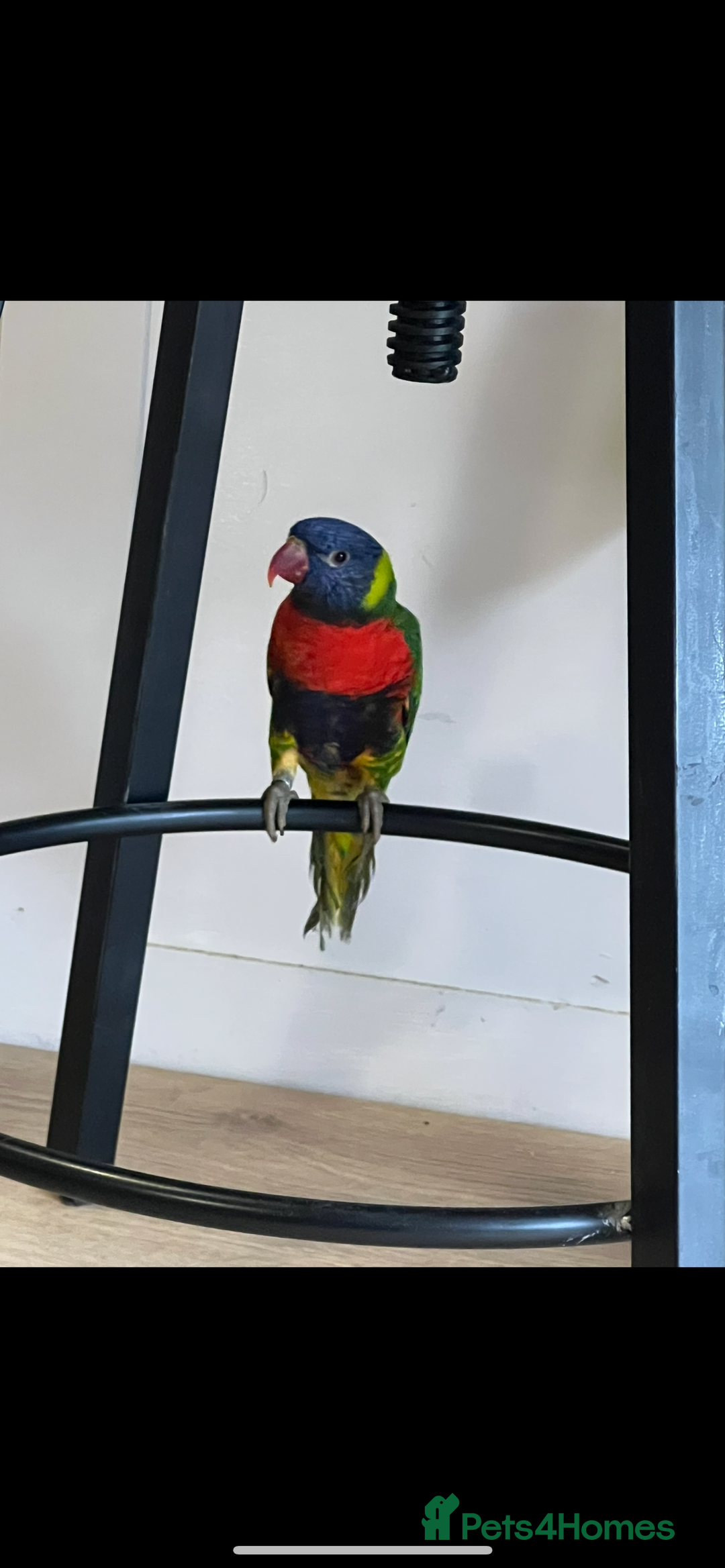 Lorikeets birds for sale: Rainbow lorikeet 18 weeks old  - Image 2