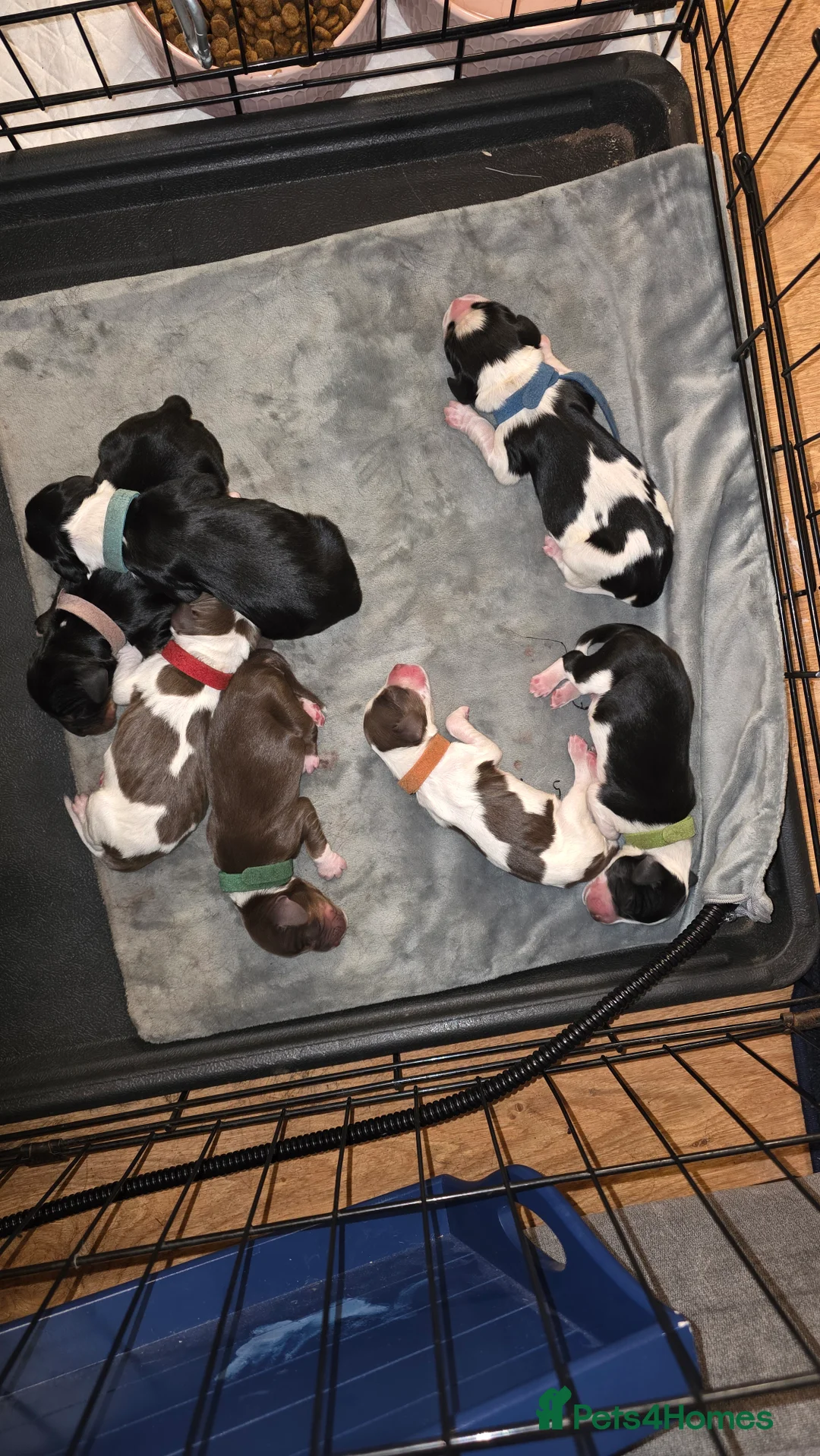 Mixed Breed dogs for sale: Beautiful Cocker x Collie pups - Advert 23