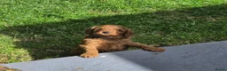 Cavapoo dogs for sale: ❤️Beautiful cavapoo- Ready 16th July ❤️ - Advert 16