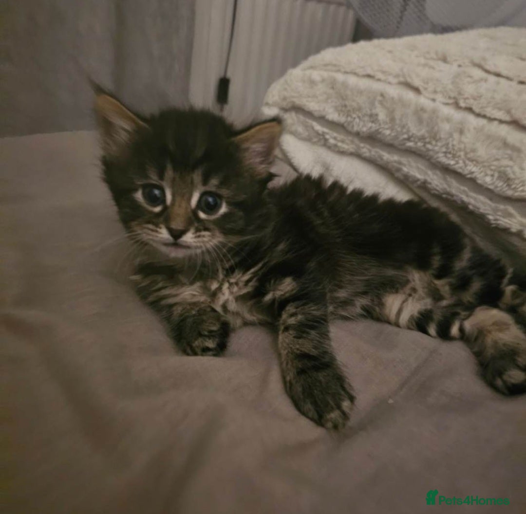 Mixed Breed cats Long haired tabby female kitten - Advert 2