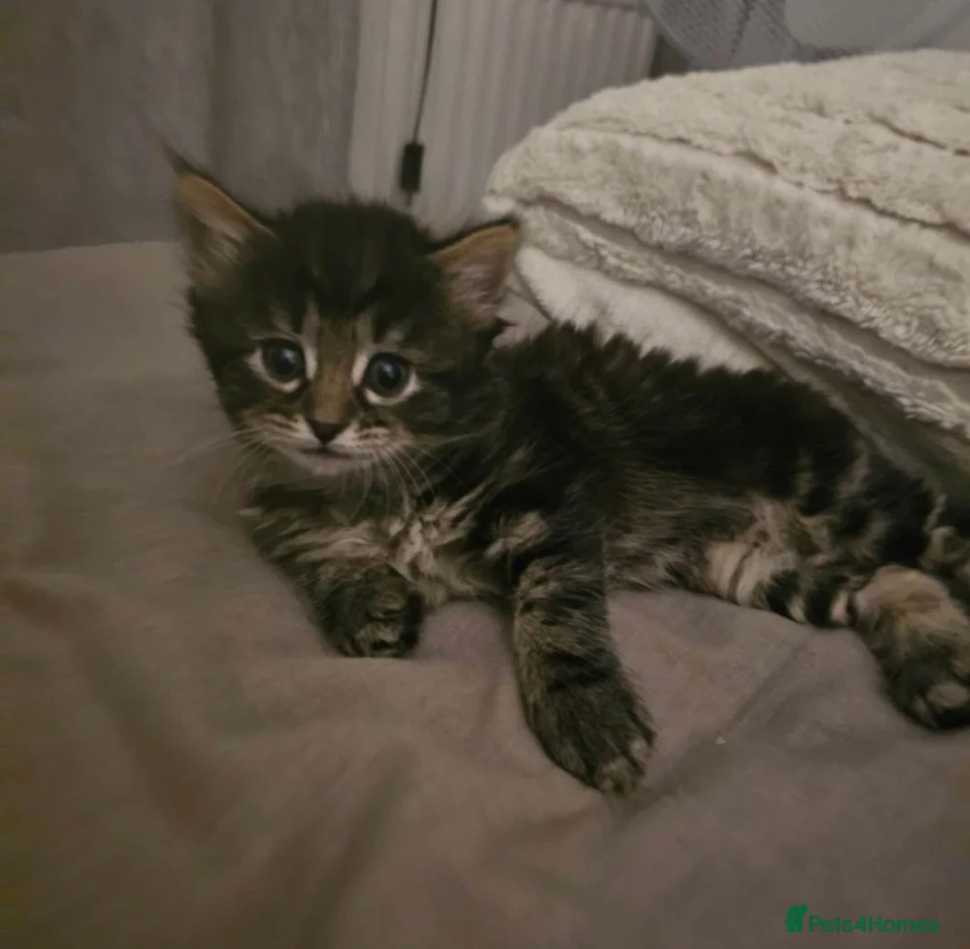 Mixed Breed cats for sale: Long haired tabby female kitten - Advert 1