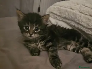 Mixed Breed cats Long haired tabby female kitten - Advert 16
