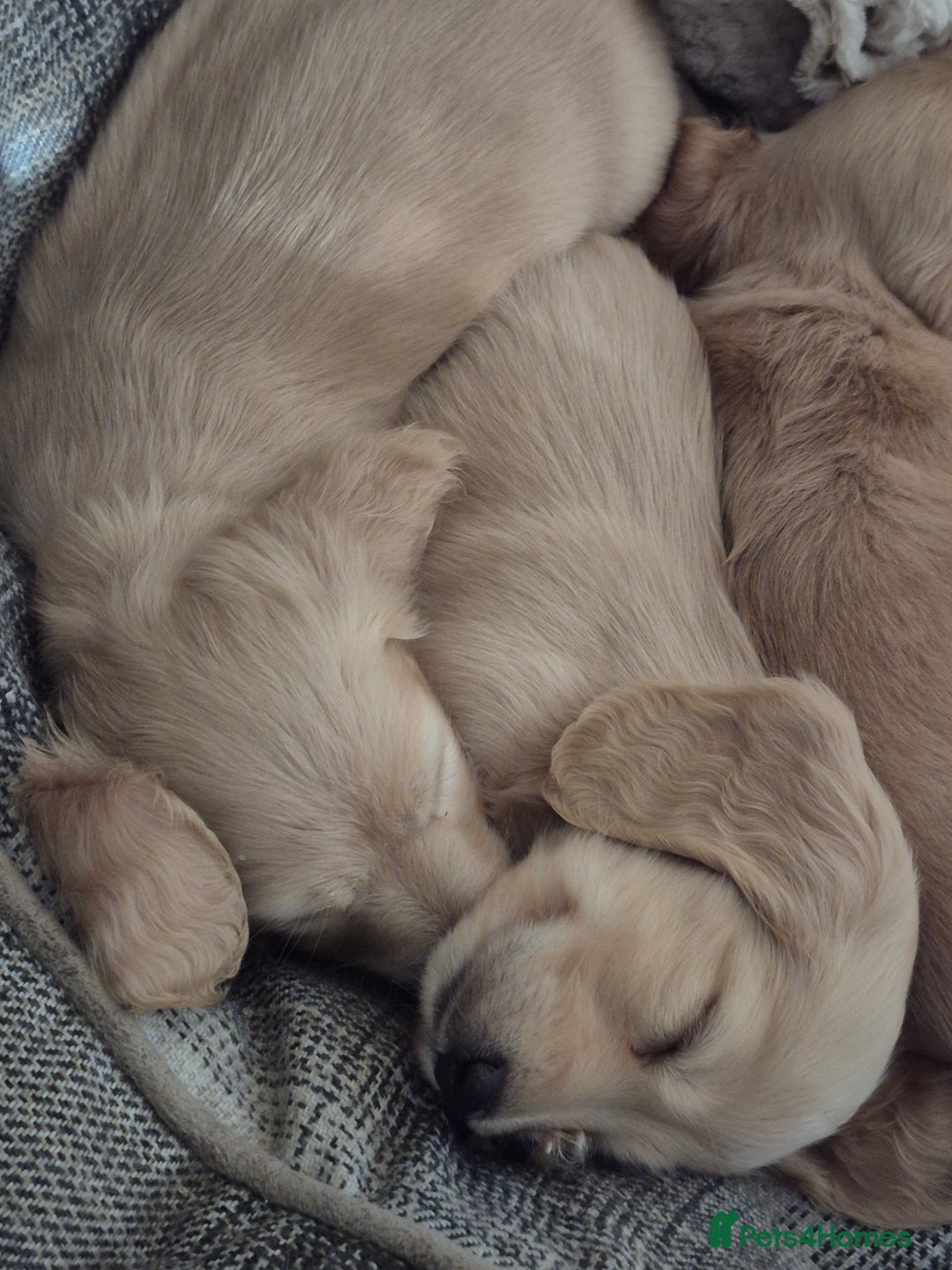 Miniature Dachshund dogs for sale: Miniature dachshund KC reg long haired cream - Advert 8