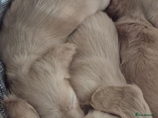 Miniature Dachshund dogs Miniature dachshund KC reg long haired cream - Advert 14