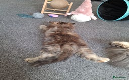 Persian cats for sale: Adorable pure Persian  - Image 7
