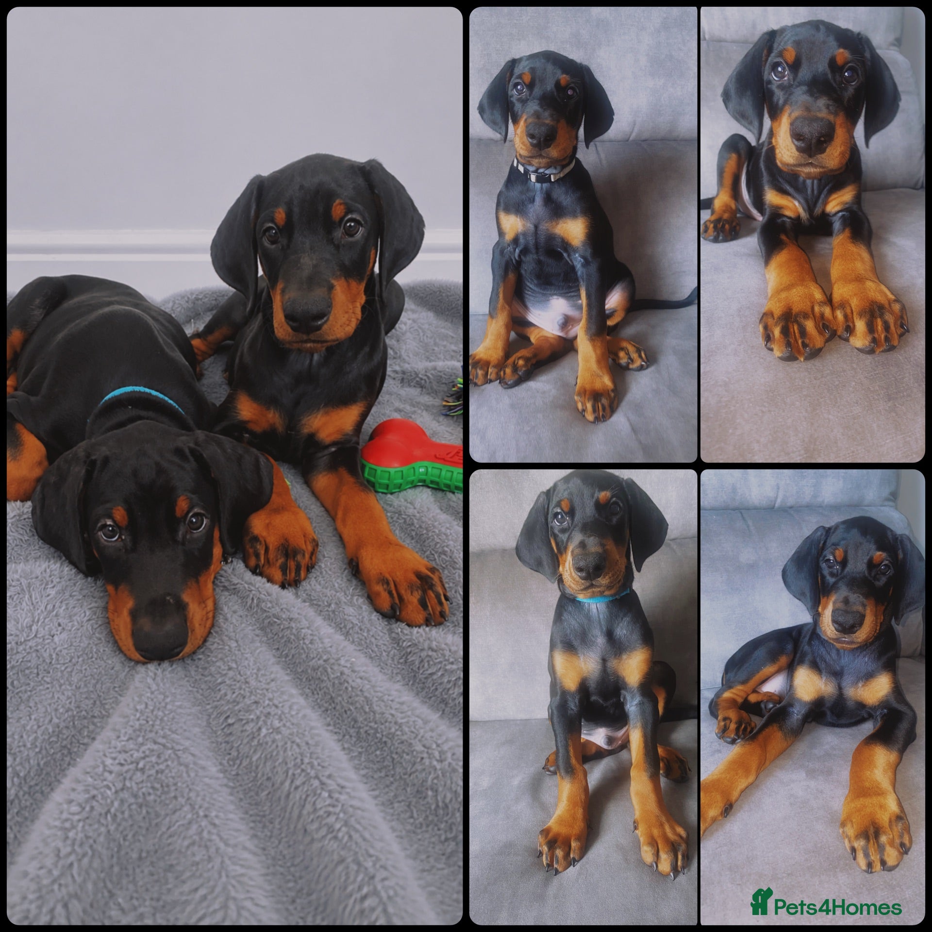 Dobermann dogs KC REGISTERED - DOBERMAN PUPPIES - Advert 4
