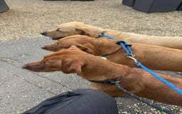 Labrador Retriever dogs for sale: Working/Active Pet - Image 25