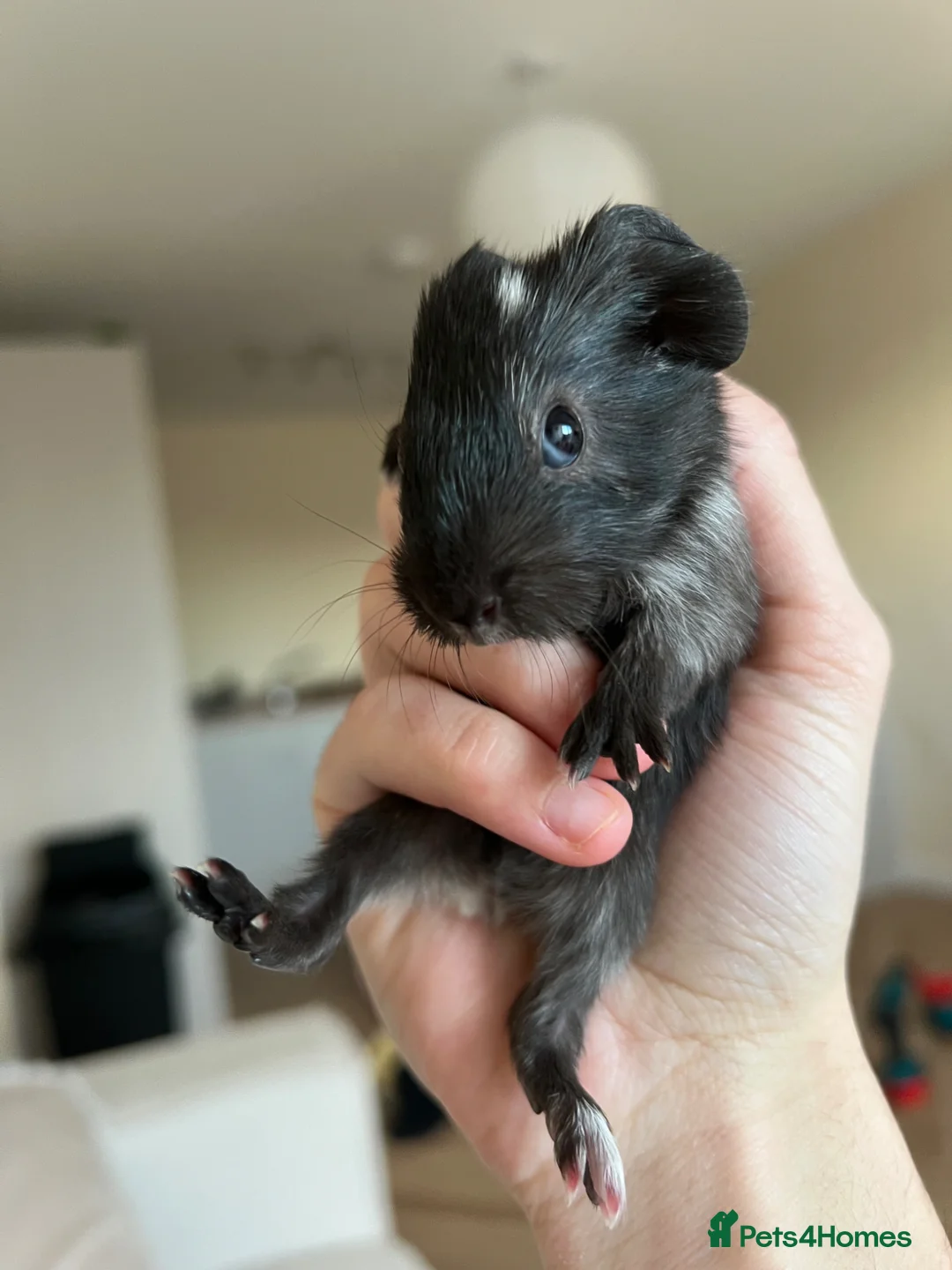 Guinea Pig rodents for sale: Two male guinea pigs  - Advert 1