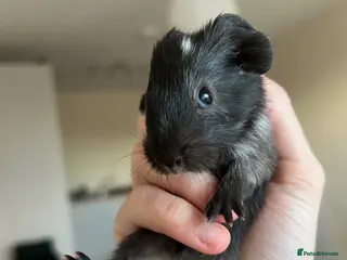 Guinea Pig rodents Two male guinea pigs - Advert 1