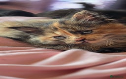 LaPerm cats for sale: 8 Laperm mix kittens, curly & long-haired - Advert 21