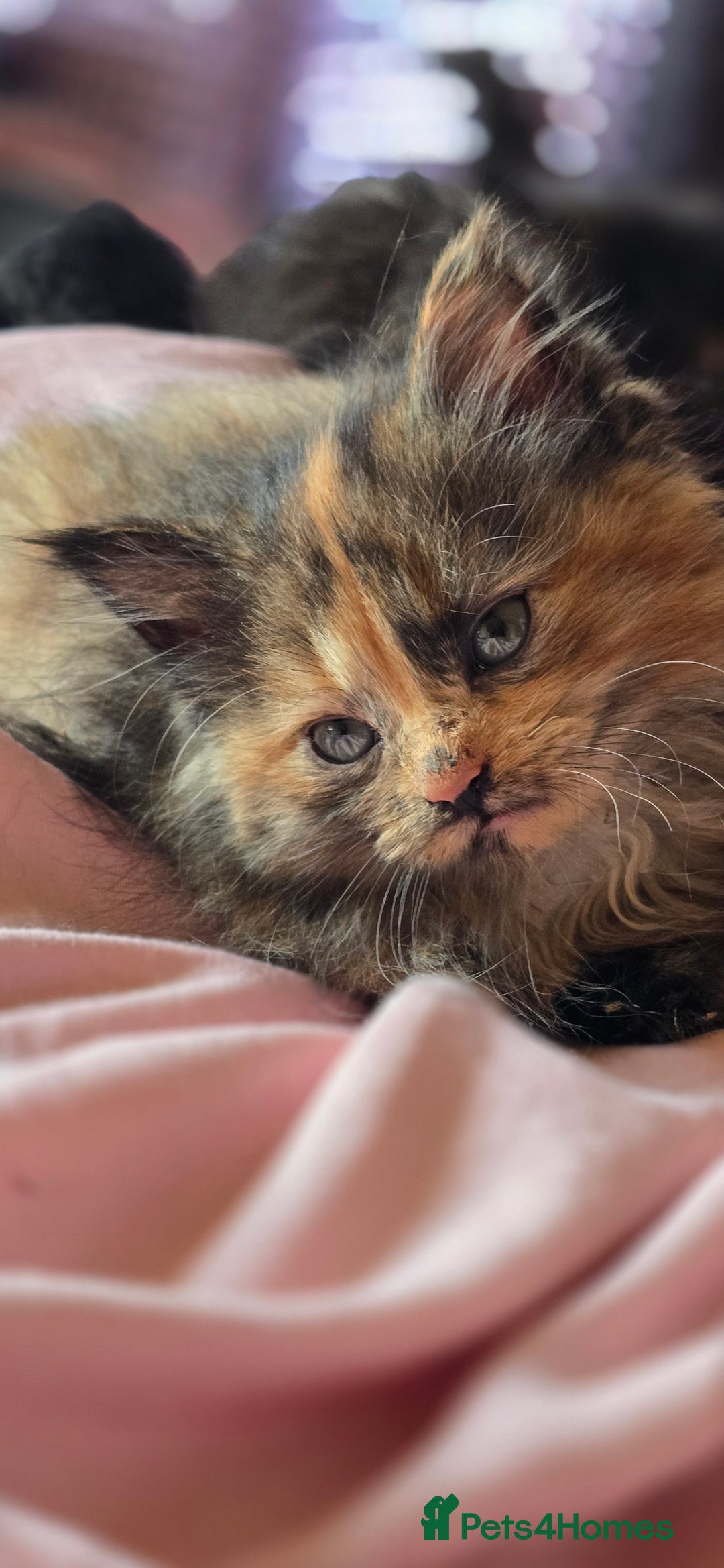 LaPerm cats for sale: 8 Laperm mix kittens, curly & long-haired - Advert 21