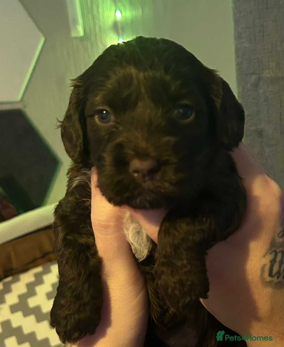 Cockapoo dogs for sale: 3 Delightful F1b Cockapoo girls (3/4 cocker) - Advert 2