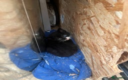 Mixed Breed cats for sale: 3 gorgeous black and white mixed kittens - Image 7