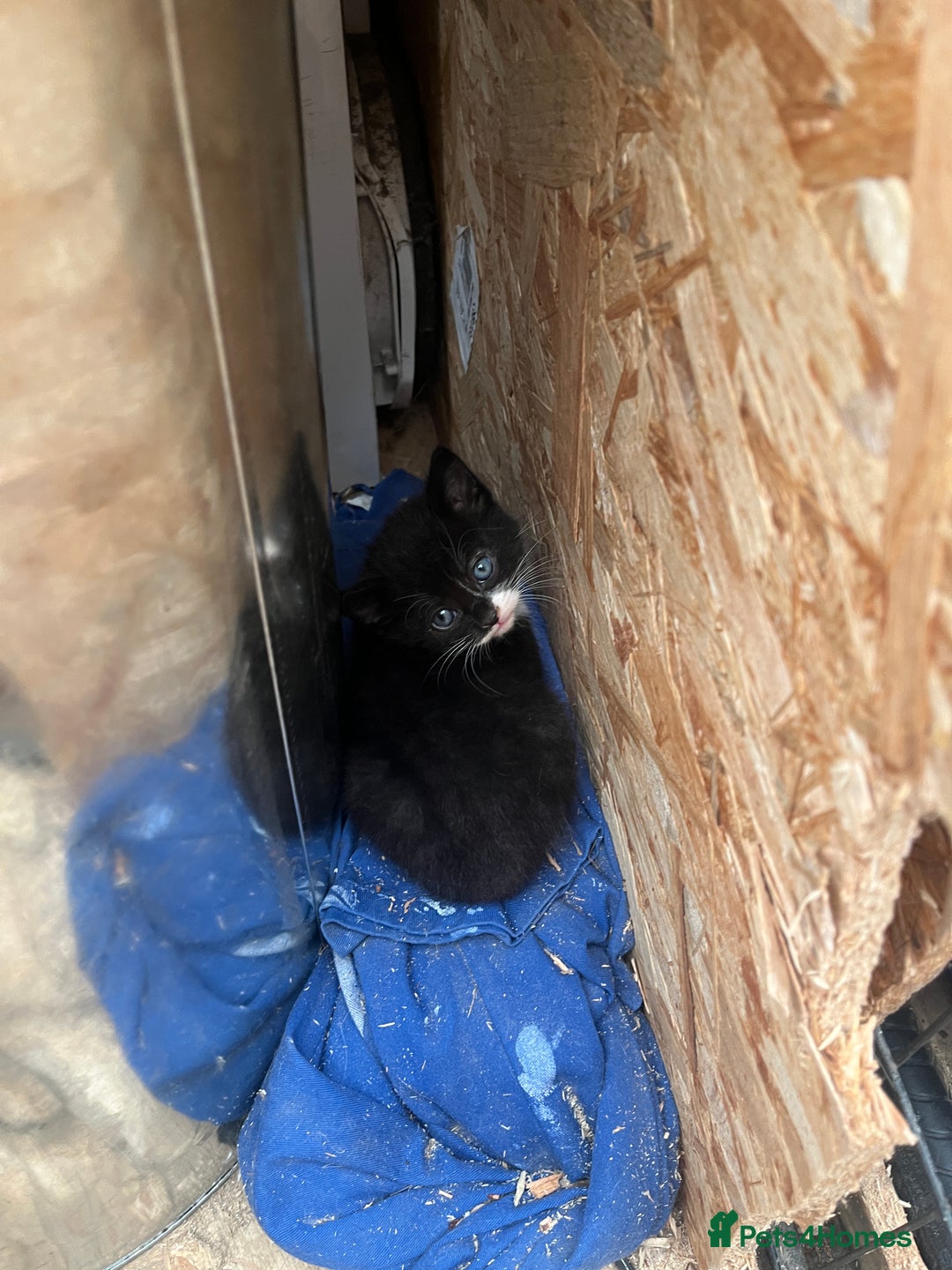 Mixed Breed cats for sale: 3 gorgeous black and white mixed kittens - Image 7