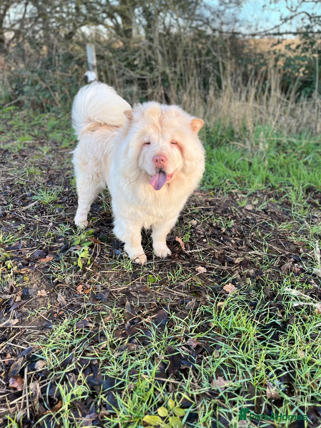 Chow Chow dogs for sale: 2 beautiful chow chow puppies - Advert 12